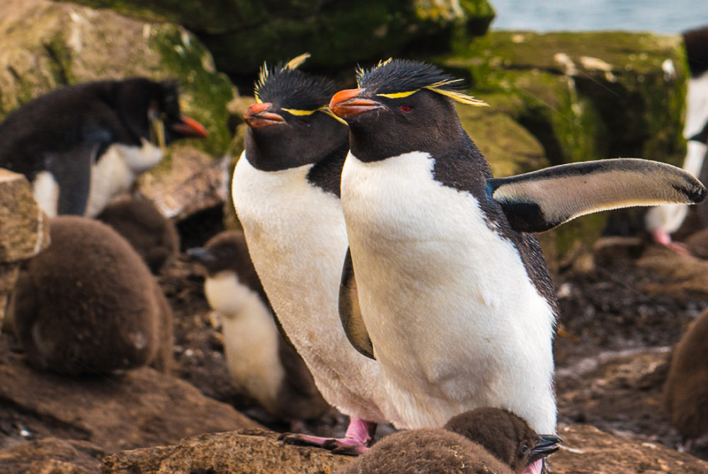 Rockhopper Penguin