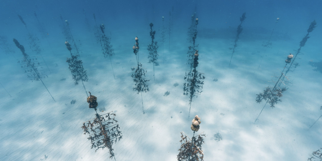 Coral Nurseries, restoration, coral