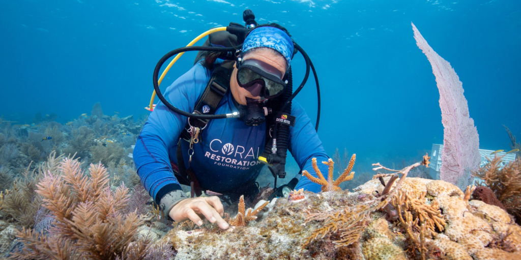 Jessica Levy secures new corals. Coral restoration
