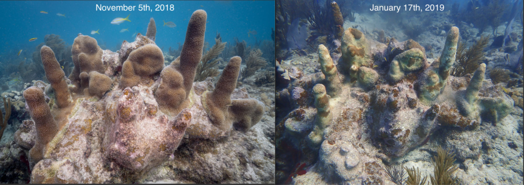 Coral restoration, dying coral