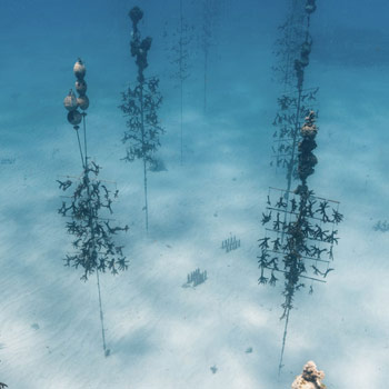 Background Image for Raising the Reef