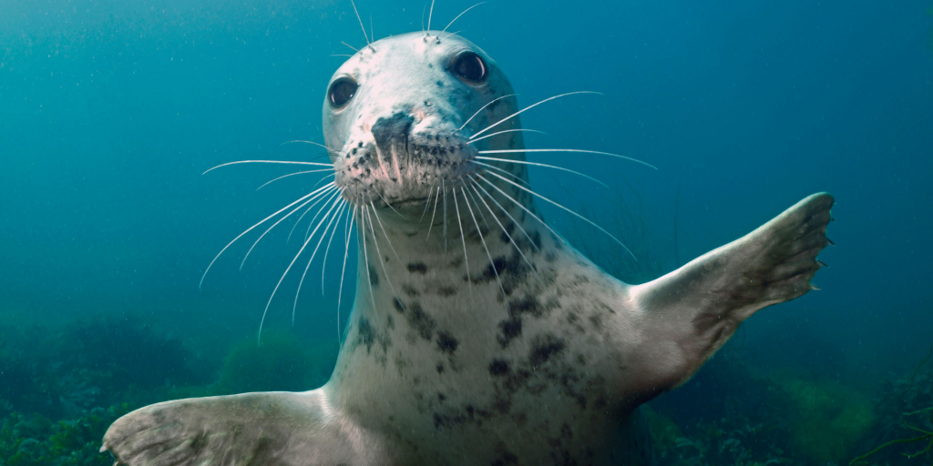 seal hugging