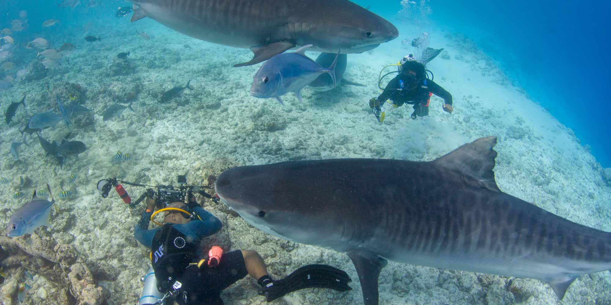 Tigers sharks surrounding scuba divers from behind, keep eye contact