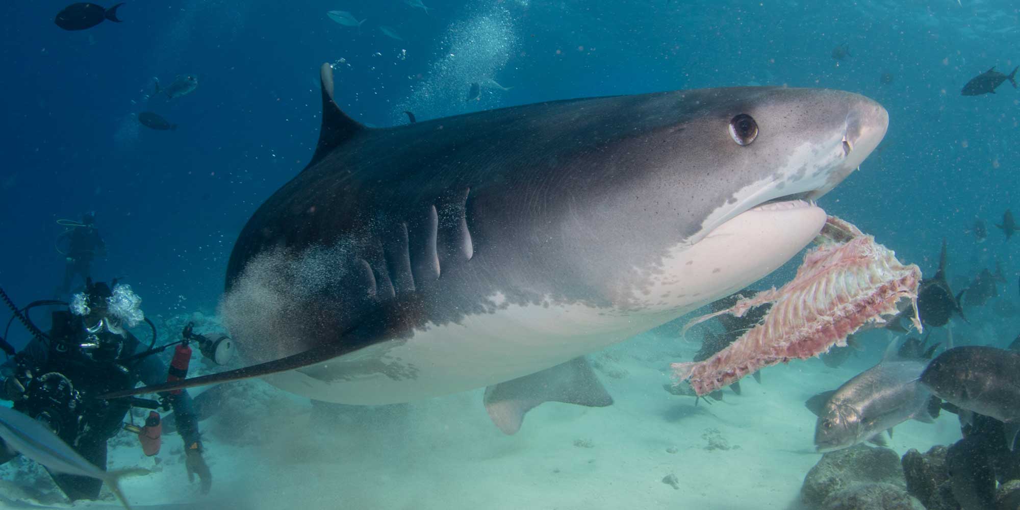 attracting tigers sharks with bait